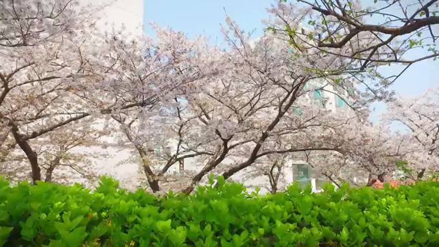 '우리들의 핫스쿨 해운대여자고등학교 2020' 썸네일이미지