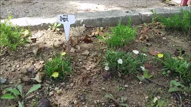 '평화로 걷기 챌린지 20710 박현아 20905 박정은' 썸네일이미지