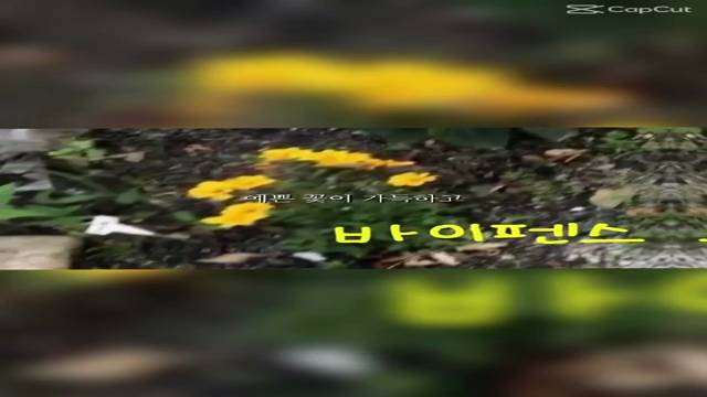 '평화로 걷기 챌린지(10706송혜서,10718조아현)' 썸네일이미지